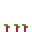 Beetroot 2