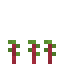 Beetroot 3