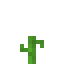 Melon 4