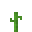Melon 6