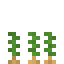 Potato 4