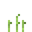 Sugar Cane 2