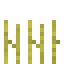 Wheat 7